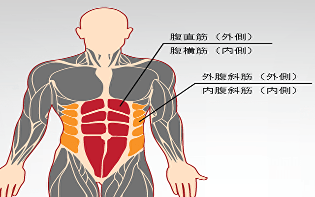 腹筋を構成する筋肉